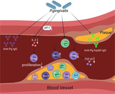 Association between Porphyromonas Gingivalis and systemic diseases: Focus on T cells-mediated adaptive immunity